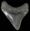 Juvenile Megalodon Tooth - Serrated Blade #62121-1